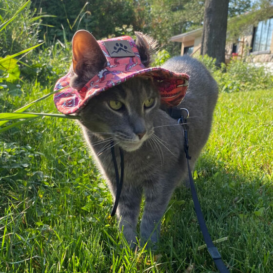 Chapeau pour chien ou chat Corail